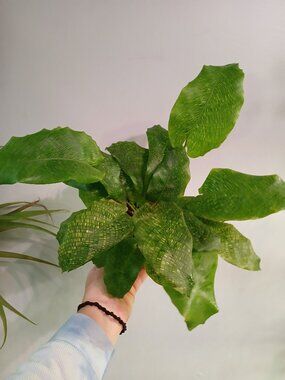 Calathea Musaica